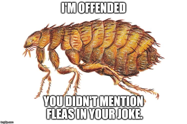 I'M OFFENDED YOU DIDN'T MENTION FLEAS IN YOUR JOKE. | made w/ Imgflip meme maker
