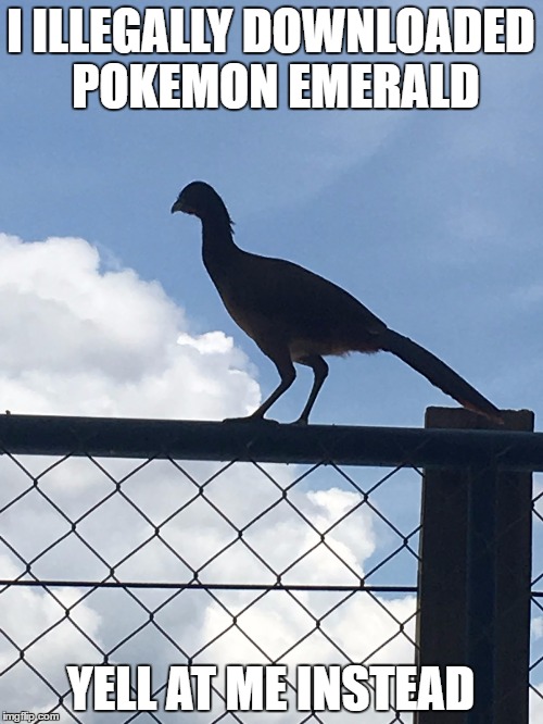 "what is" bird | I ILLEGALLY DOWNLOADED POKEMON EMERALD YELL AT ME INSTEAD | image tagged in what is bird | made w/ Imgflip meme maker