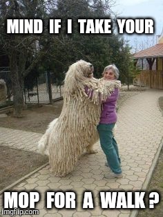 MIND  IF  I  TAKE  YOUR MOP  FOR  A  WALK ? | made w/ Imgflip meme maker