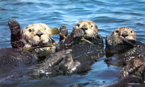 High Quality Otters_HandsUp Blank Meme Template