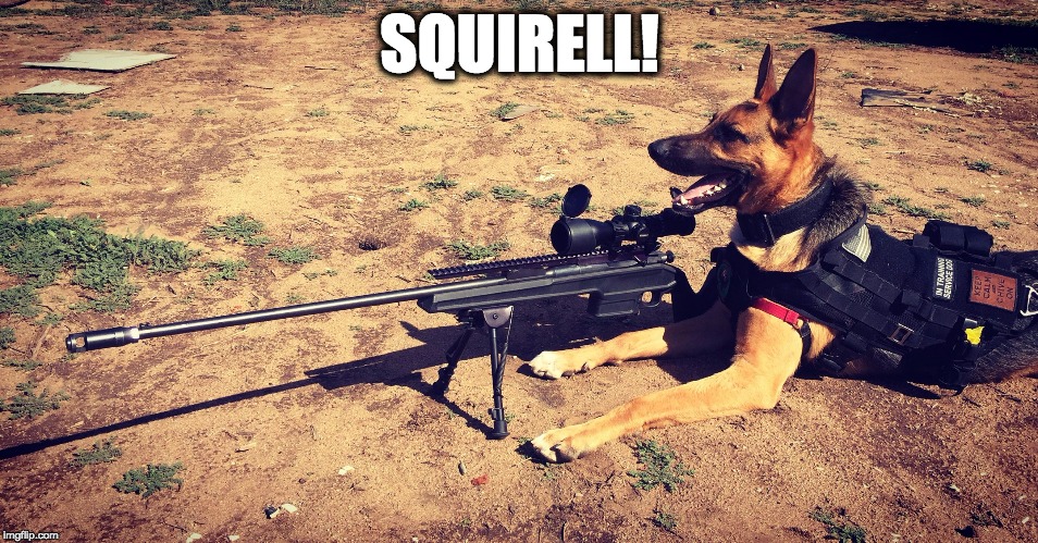 Sniper Dog | SQUIRELL! | image tagged in sniper dog,funny,funny memes,memes,dogs | made w/ Imgflip meme maker
