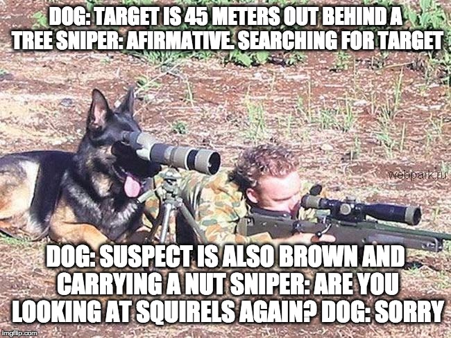 SQUIRREL!!! | DOG: TARGET IS 45 METERS OUT BEHIND A TREE SNIPER: AFIRMATIVE. SEARCHING FOR TARGET; DOG: SUSPECT IS ALSO BROWN AND CARRYING A NUT SNIPER: ARE YOU LOOKING AT SQUIRELS AGAIN? DOG: SORRY | image tagged in memes,funny memes,funny,dogs,funny dogs,sniper dog | made w/ Imgflip meme maker