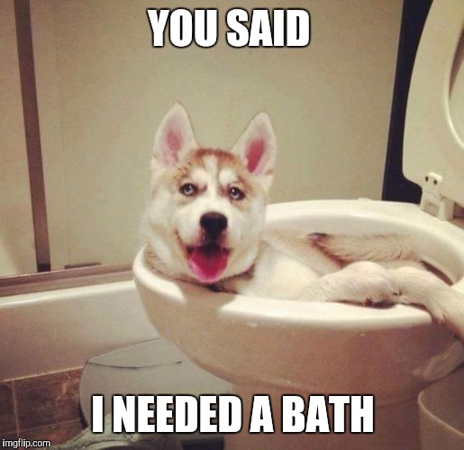 Not a bathtub | YOU SAID; I NEEDED A BATH | image tagged in dog toilet,memes,funny,funny animals,toilet humor | made w/ Imgflip meme maker