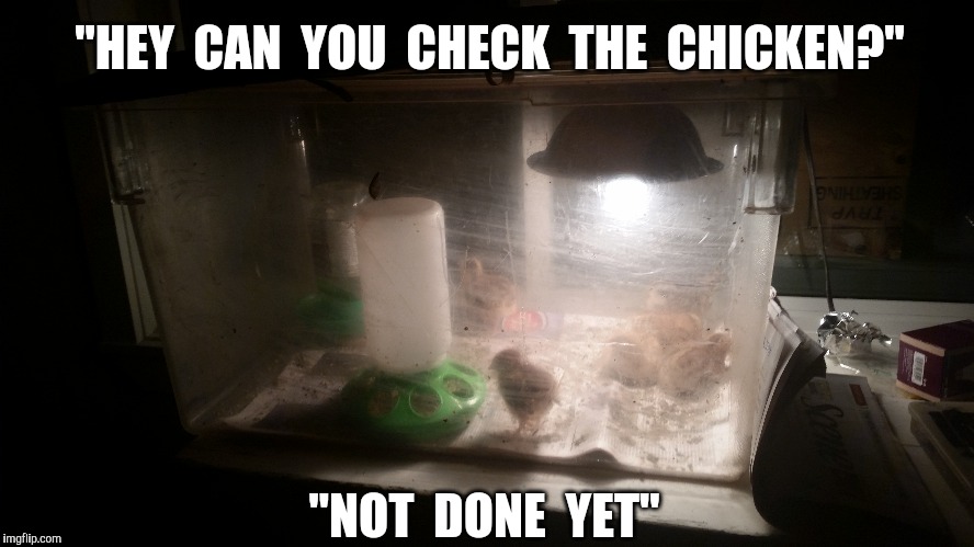 This recipe takes about 5 months  | "HEY  CAN  YOU  CHECK  THE  CHICKEN?"; "NOT  DONE  YET" | image tagged in chicken,cooking,dinner,chicks | made w/ Imgflip meme maker