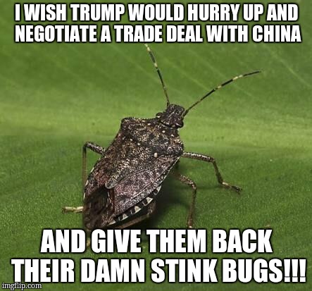 Stink bug | I WISH TRUMP WOULD HURRY UP AND NEGOTIATE A TRADE DEAL WITH CHINA; AND GIVE THEM BACK THEIR DAMN STINK BUGS!!! | image tagged in stink bug | made w/ Imgflip meme maker