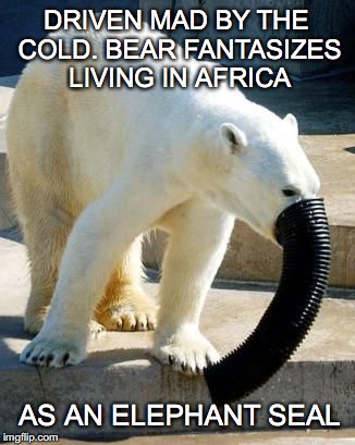 Crisis Of Identity | DRIVEN MAD BY THE COLD. BEAR FANTASIZES LIVING IN AFRICA; AS AN ELEPHANT SEAL | image tagged in polar bear | made w/ Imgflip meme maker
