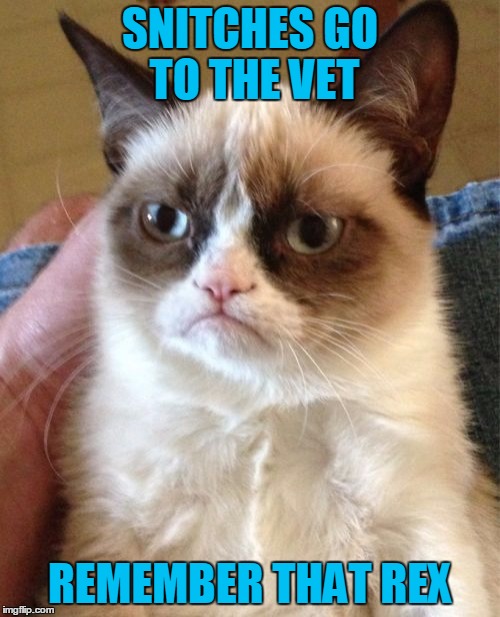 Snitches Go To The Vet | SNITCHES GO TO THE VET; REMEMBER THAT REX | image tagged in memes,grumpy cat,snitches get stiches,or go to the vet | made w/ Imgflip meme maker