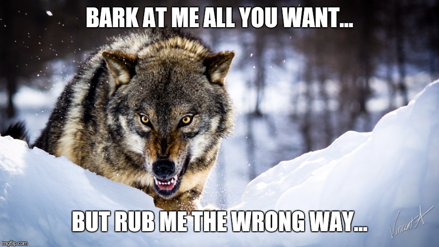 BARK AT ME ALL YOU WANT... BUT RUB ME THE WRONG WAY... | image tagged in angry wolf | made w/ Imgflip meme maker