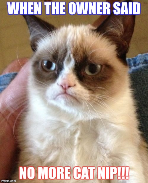 Grumpy Cat Meme | WHEN THE OWNER SAID; NO MORE CAT NIP!!! | image tagged in memes,grumpy cat | made w/ Imgflip meme maker