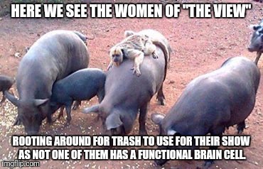demopigs | HERE WE SEE THE WOMEN OF "THE VIEW"; ROOTING AROUND FOR TRASH TO USE FOR THEIR SHOW AS NOT ONE OF THEM HAS A FUNCTIONAL BRAIN CELL. | image tagged in demopigs | made w/ Imgflip meme maker