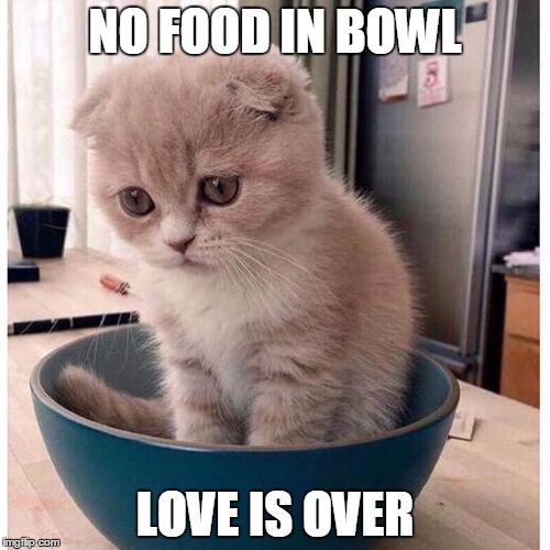 sad Kitten in Food Bowl | NO FOOD IN BOWL; LOVE IS OVER | image tagged in sad kitten in food bowl | made w/ Imgflip meme maker
