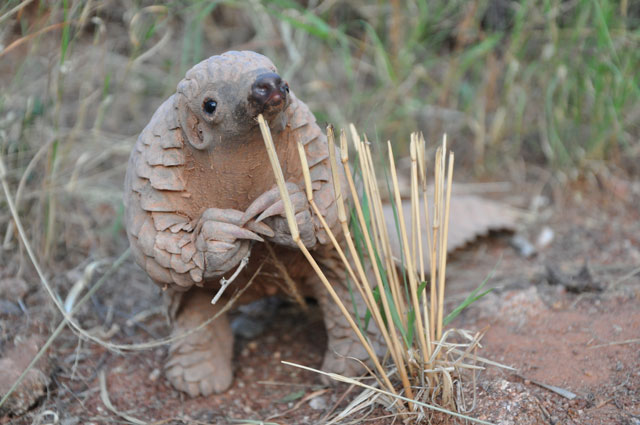 High Quality Pondering Pangolin  Blank Meme Template