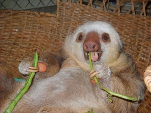 High Quality Sloth Eat Blank Meme Template