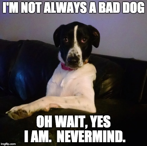 The most interesting dog in the world | I'M NOT ALWAYS A BAD DOG; OH WAIT, YES I AM.  NEVERMIND. | image tagged in the most interesting dog in the world | made w/ Imgflip meme maker