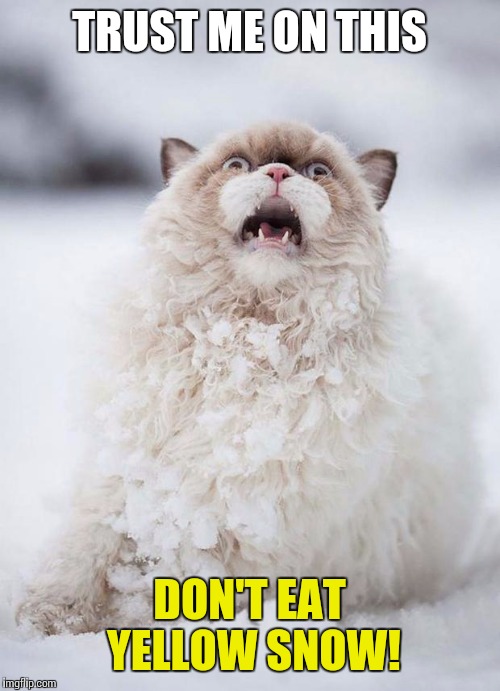 Snow Cat | TRUST ME ON THIS; DON'T EAT YELLOW SNOW! | image tagged in snow cat | made w/ Imgflip meme maker