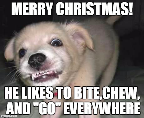 puppy | MERRY CHRISTMAS! HE LIKES TO BITE,CHEW, AND "GO" EVERYWHERE | image tagged in puppy | made w/ Imgflip meme maker