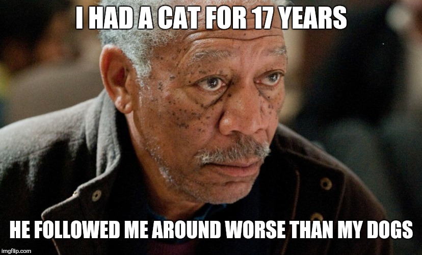 Morgan Freeman | I HAD A CAT FOR 17 YEARS HE FOLLOWED ME AROUND WORSE THAN MY DOGS | image tagged in morgan freeman | made w/ Imgflip meme maker