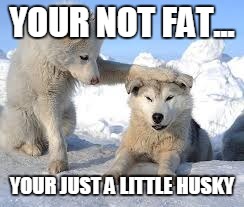 huskymeme | YOUR NOT FAT... YOUR JUST A LITTLE HUSKY | image tagged in huskymeme | made w/ Imgflip meme maker