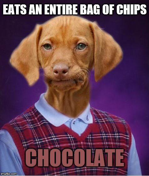 Bad Luck Raydog | EATS AN ENTIRE BAG OF CHIPS; CHOCOLATE | image tagged in bad luck raydog | made w/ Imgflip meme maker