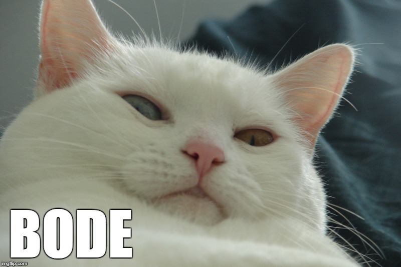 bode | BODE | image tagged in cats,memes | made w/ Imgflip meme maker