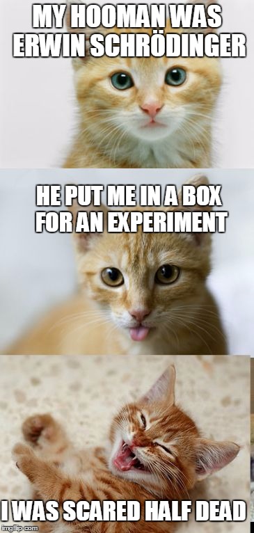 Bad Pun Cat | MY HOOMAN WAS ERWIN SCHRÖDINGER; HE PUT ME IN A BOX FOR AN EXPERIMENT; I WAS SCARED HALF DEAD | image tagged in bad pun cat,meme,schrodinger,schrodingers cat,cat | made w/ Imgflip meme maker