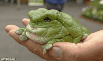 frog............ | image tagged in gifs | made w/ Imgflip images-to-gif maker