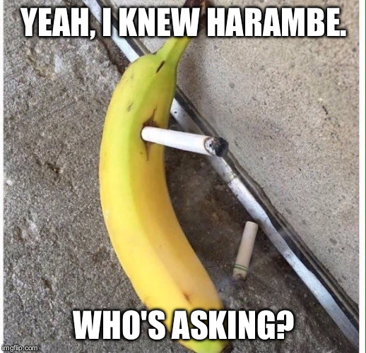 YEAH, I KNEW HARAMBE. WHO'S ASKING? | image tagged in harambe banana | made w/ Imgflip meme maker