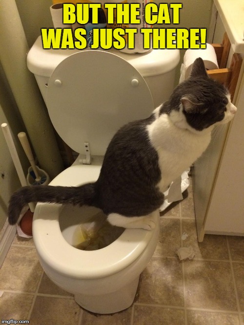 BUT THE CAT WAS JUST THERE! | made w/ Imgflip meme maker