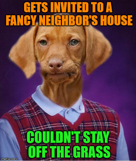 Stay off the grass Raydog!!! | GETS INVITED TO A FANCY NEIGHBOR'S HOUSE; COULDN'T STAY OFF THE GRASS | image tagged in bad luck raydog,double entendres,get off my lawn,they dressed up the dog | made w/ Imgflip meme maker