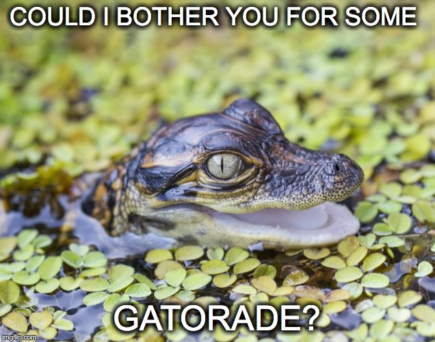 Wah...Hungover. | COULD I BOTHER YOU FOR SOME; GATORADE? | image tagged in janey mack meme,gatorade | made w/ Imgflip meme maker