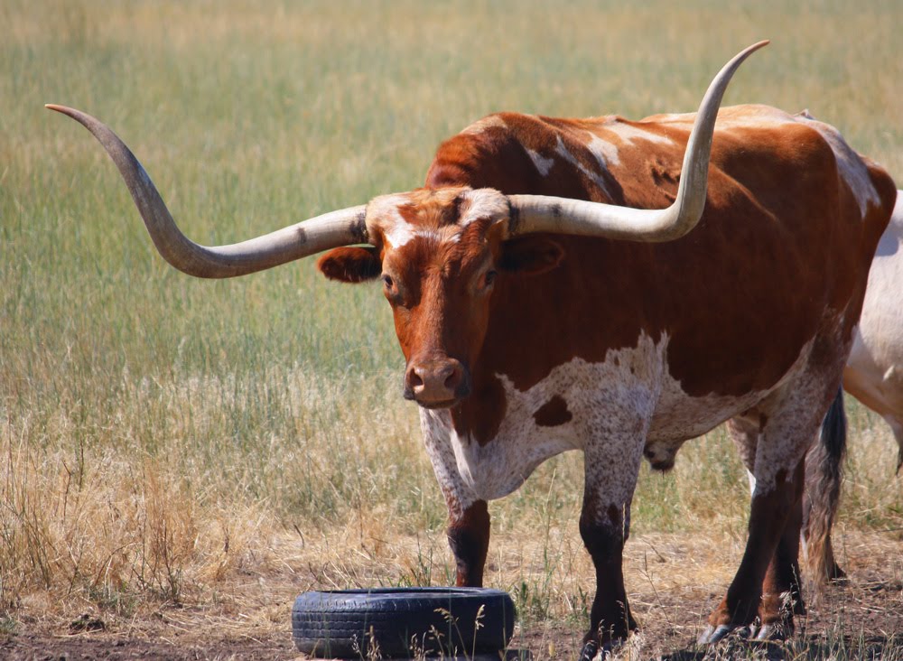 Bull with big horns Blank Meme Template
