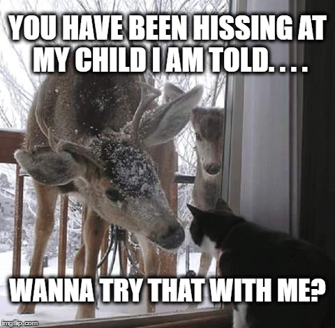 Wanna Try Taht with Me? | YOU HAVE BEEN HISSING AT MY CHILD I AM TOLD. . . . WANNA TRY THAT WITH ME? | image tagged in cats,funny cats,funny cat memes,funny animals | made w/ Imgflip meme maker
