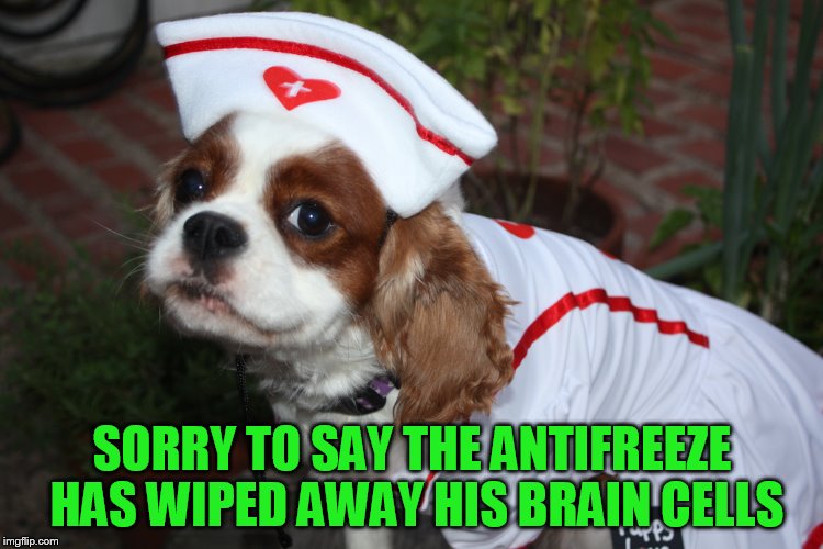 SORRY TO SAY THE ANTIFREEZE HAS WIPED AWAY HIS BRAIN CELLS | made w/ Imgflip meme maker