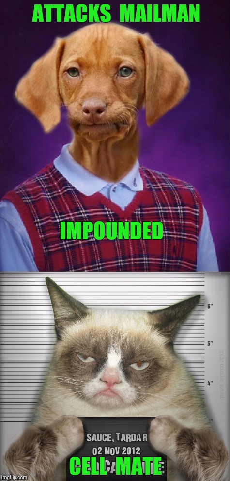 Bad Luck Raydog does Hard Time | ATTACKS  MAILMAN; IMPOUNDED; CELL  MATE | image tagged in bad luck raydog,grumpy cat,jail | made w/ Imgflip meme maker