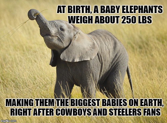 Biggest Babies on Earth | AT BIRTH, A BABY ELEPHANTS WEIGH ABOUT 250 LBS; MAKING THEM THE BIGGEST BABIES ON EARTH, RIGHT AFTER COWBOYS AND STEELERS FANS | image tagged in pittsburgh steelers,dallas cowboys,crybabies,big babies,nfl football,nfl | made w/ Imgflip meme maker