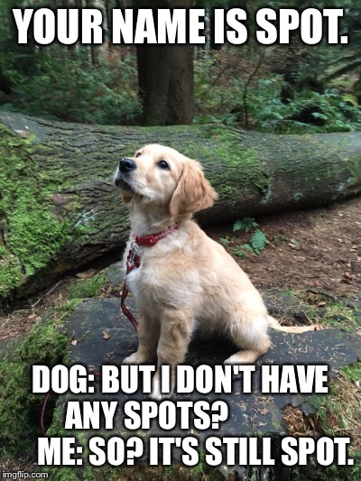 YOUR NAME IS SPOT. DOG: BUT I DON'T HAVE ANY SPOTS?                 ME: SO? IT'S STILL SPOT. | made w/ Imgflip meme maker