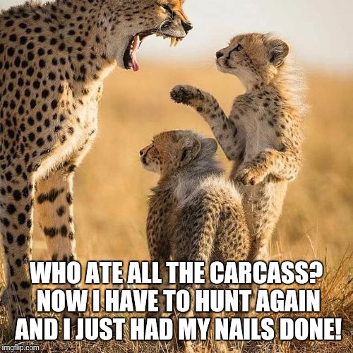 WHO ATE ALL THE CARCASS? NOW I HAVE TO HUNT AGAIN AND I JUST HAD MY NAILS DONE! | image tagged in memes | made w/ Imgflip meme maker