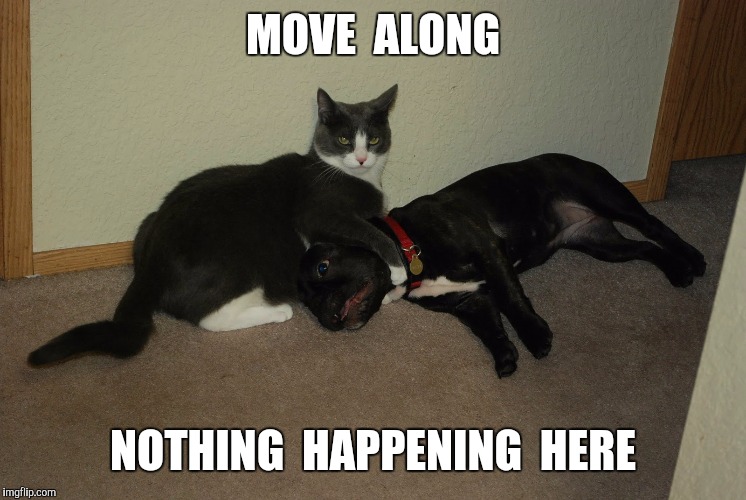 MOVE  ALONG NOTHING  HAPPENING  HERE | made w/ Imgflip meme maker
