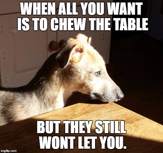 chewy puppy | WHEN ALL YOU WANT IS TO CHEW THE TABLE; BUT THEY STILL WONT LET YOU. | image tagged in lurcher,disappointed puppy | made w/ Imgflip meme maker