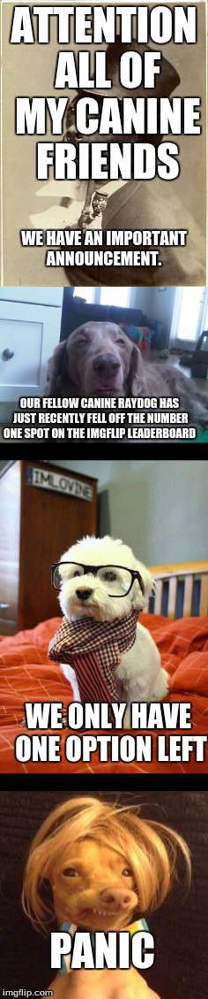 Props to DashHopes for surpassing raydog, but the doggies will be watching and waiting for the time to strike back | ATTENTION ALL OF MY CANINE FRIENDS; WE HAVE AN IMPORTANT ANNOUNCEMENT. OUR FELLOW CANINE RAYDOG HAS JUST RECENTLY FELL OFF THE NUMBER ONE SPOT ON THE IMGFLIP LEADERBOARD; WE ONLY HAVE ONE OPTION LEFT; PANIC | image tagged in dog,raydog,dashhopes,memes,funny | made w/ Imgflip meme maker