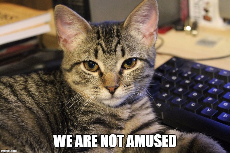 unamused kitty | WE ARE NOT AMUSED | image tagged in unamused kitty | made w/ Imgflip meme maker