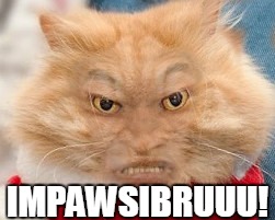 Impossibru Cat | IMPAWSIBRUUU! | image tagged in impossibru cat | made w/ Imgflip meme maker