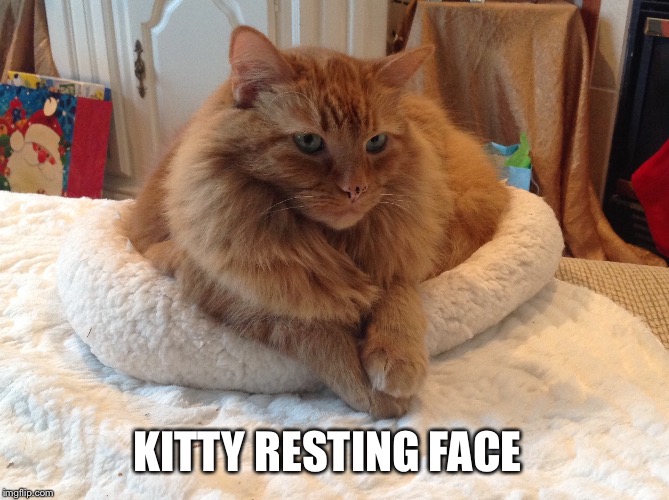 Image tagged in kitty resting face - Imgflip