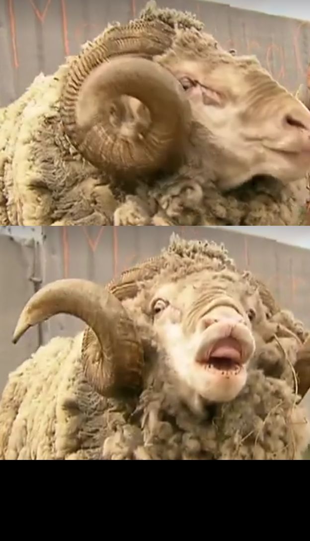 High Quality Sheep Ram Blank Meme Template