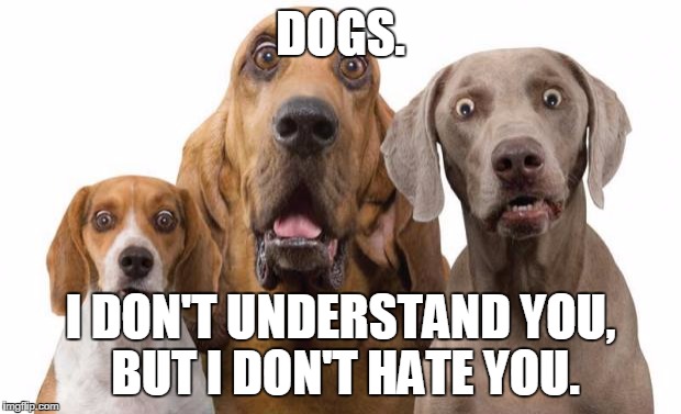 shocked dogs | DOGS. I DON'T UNDERSTAND YOU, BUT I DON'T HATE YOU. | image tagged in shocked dogs | made w/ Imgflip meme maker