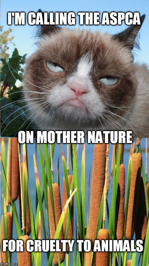 Grumpy Cat, Feline Social Justice Warrior. Same line of reasoning. | I'M CALLING THE ASPCA; ON MOTHER NATURE; FOR CRUELTY TO ANIMALS | image tagged in grumpy cat,funny cat memes,mother nature,wait what,cat meme,not funny | made w/ Imgflip meme maker