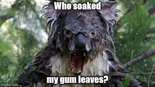 Angry Koala | Who soaked; my gum leaves? | image tagged in memes,angry koala | made w/ Imgflip meme maker
