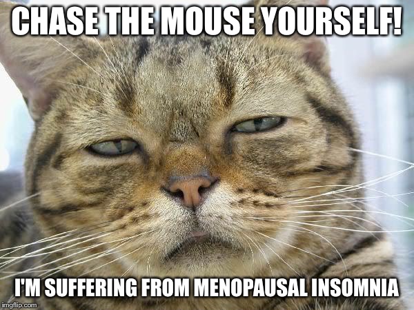 Sleepy Cat | CHASE THE MOUSE YOURSELF! I'M SUFFERING FROM MENOPAUSAL INSOMNIA | image tagged in sleepy cat | made w/ Imgflip meme maker