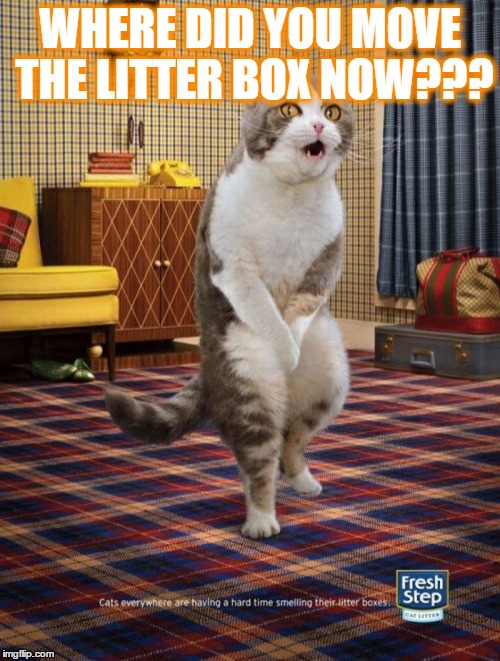 Gotta Go Cat | WHERE DID YOU MOVE THE LITTER BOX NOW??? | image tagged in memes,gotta go cat | made w/ Imgflip meme maker