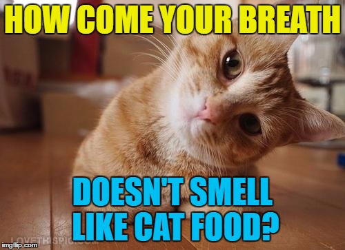 Curiosity killed the cat...  | HOW COME YOUR BREATH; DOESN'T SMELL LIKE CAT FOOD? | image tagged in curious question cat,memes,animals,cats,food | made w/ Imgflip meme maker